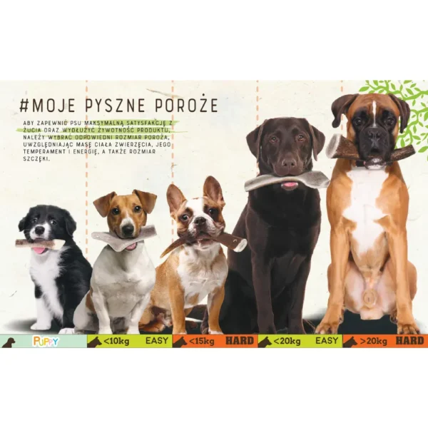 zolux poroże jelenia