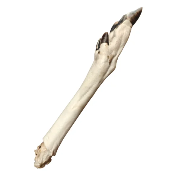 noga sarny biala 1szt