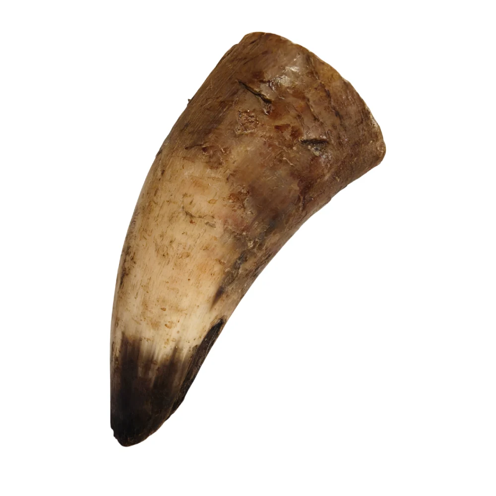 róg wołowy 1szt róg wołowy 1szt